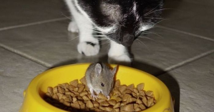 Кот-крысолов: кто лучше всего ловит крыс и мышей