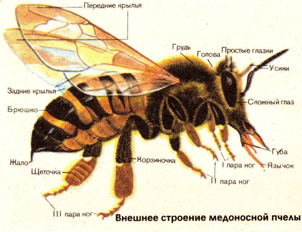 Строение пчелы картинки с подписями