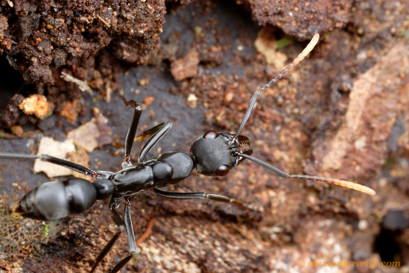 Как муравьи превращают другие виды в своих рабов?