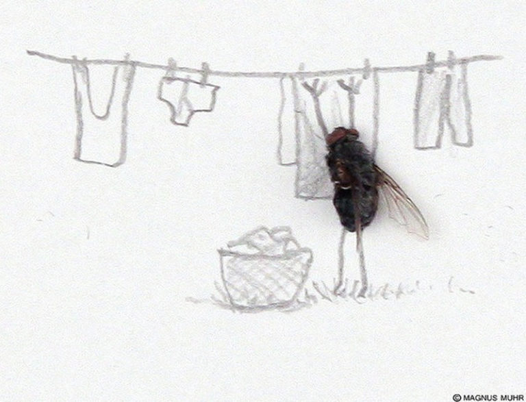 Как избавиться от мух в доме, квартире, во дворе