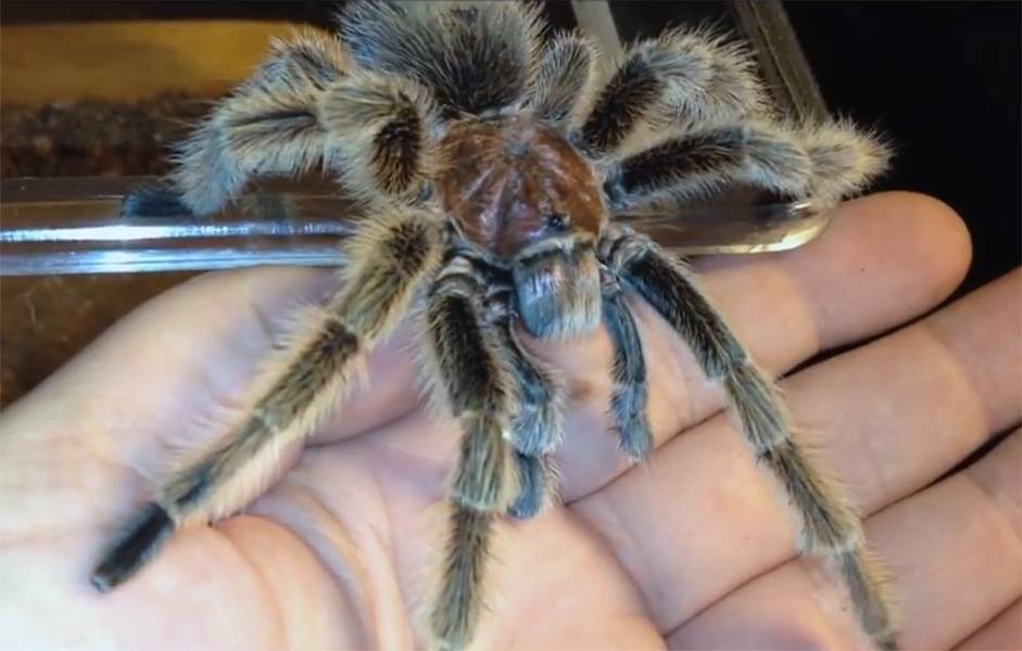 Сколько лет живёт паук-птицеед: продолжительность жизни в домашних условиях