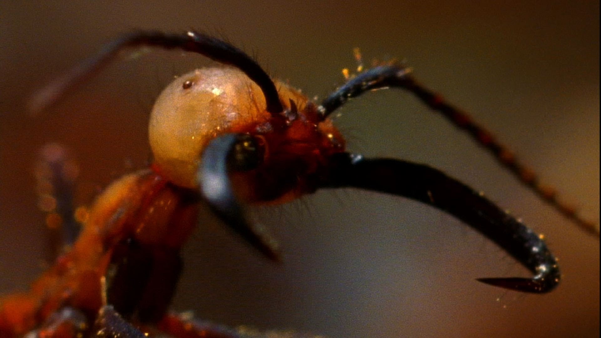 Особенности африканских муравьев-убийц
