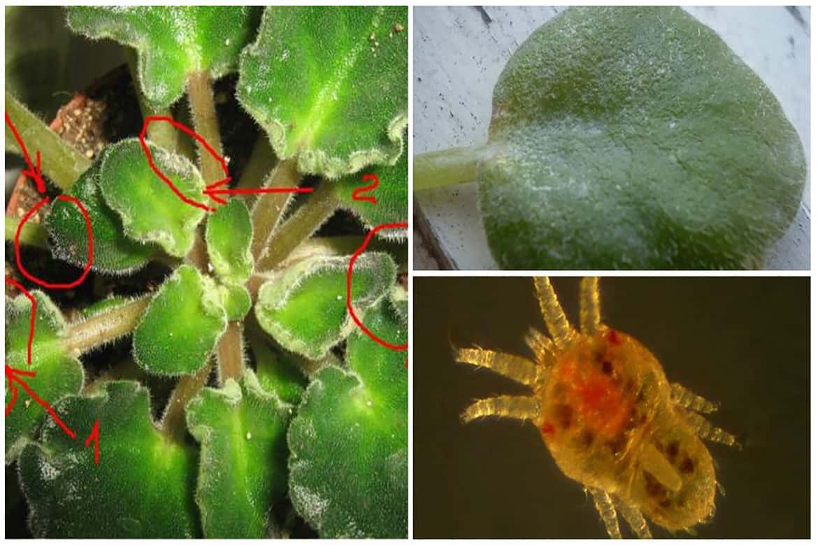 Как избавиться от паутинного клеща на комнатных растениях: способы борьбы, профилактика
