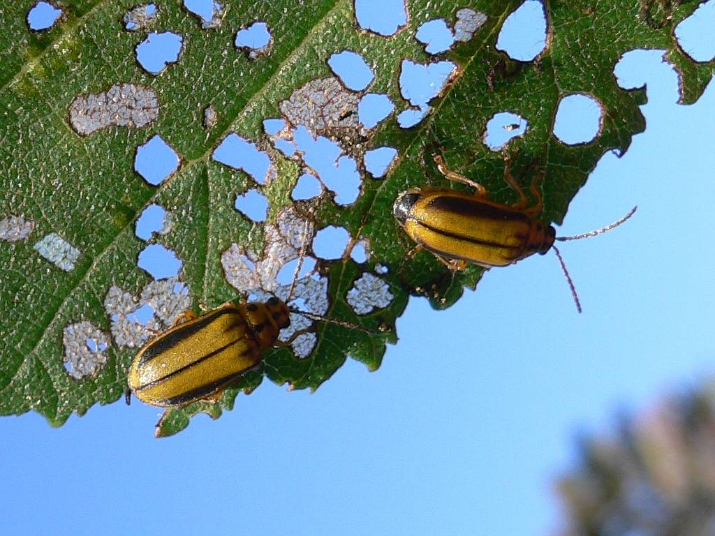 Тополевый листоед: как выглядит и методы борьбы с насекомым