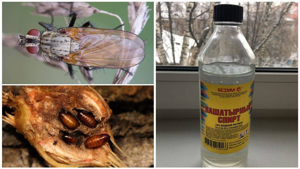 Как избавиться от луковой мухи дома народными средствами?