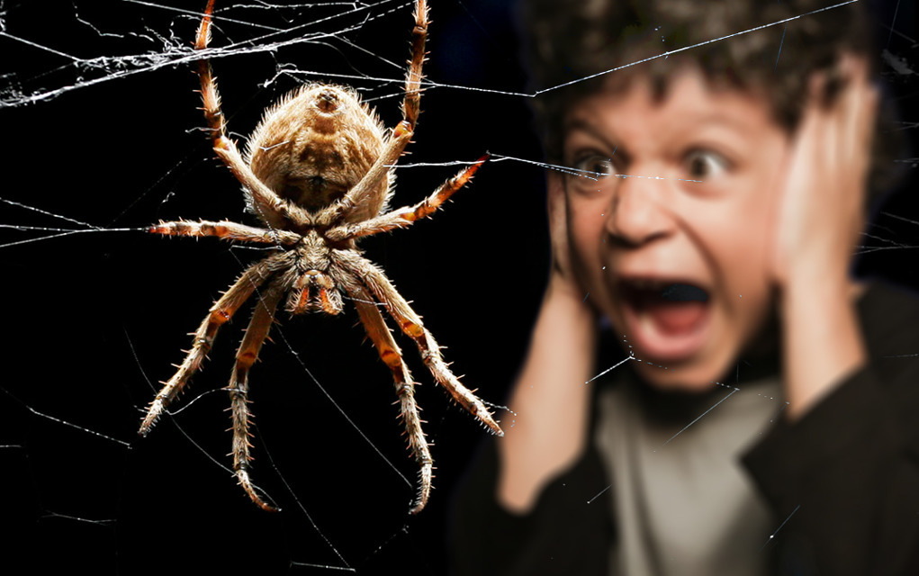 Самые страшные пауки – вся правда об арахнидах. что нужно знать о пауке каракурте