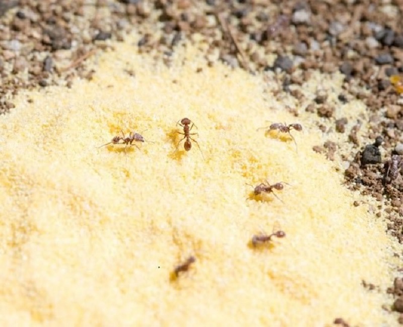 Насекомые долой! лучшие и проверенные способы как избавиться от муравьев в доме
