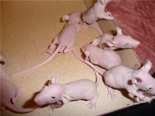 Как выглядит декоративная крыса: типы телосложения и описание окрасов