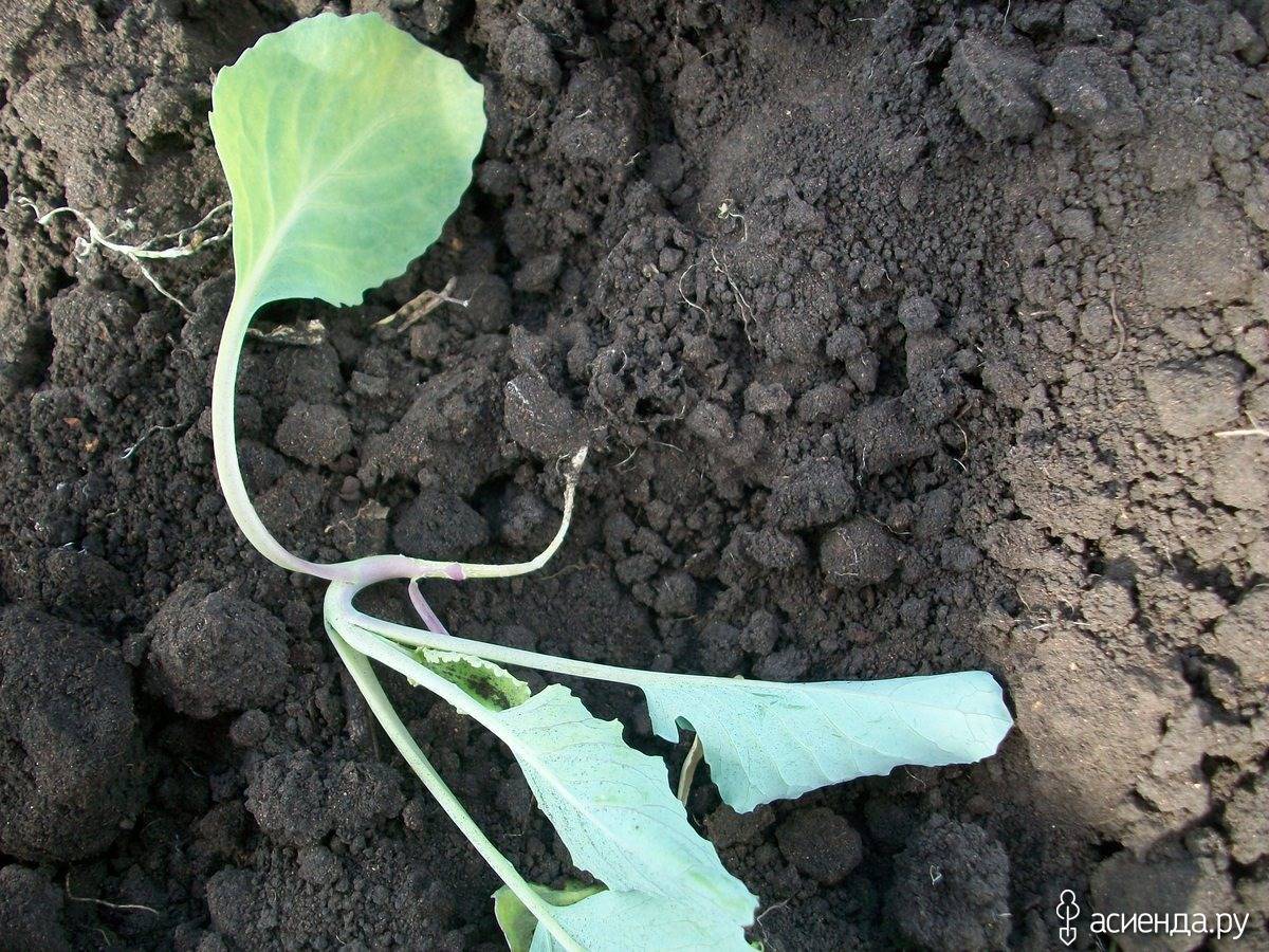 Чем из народных средств обработать капусту от гусениц, как полить или опрыскать химикатами, чтобы избавиться от вредителей, уберечь рассаду и защитить овощ?