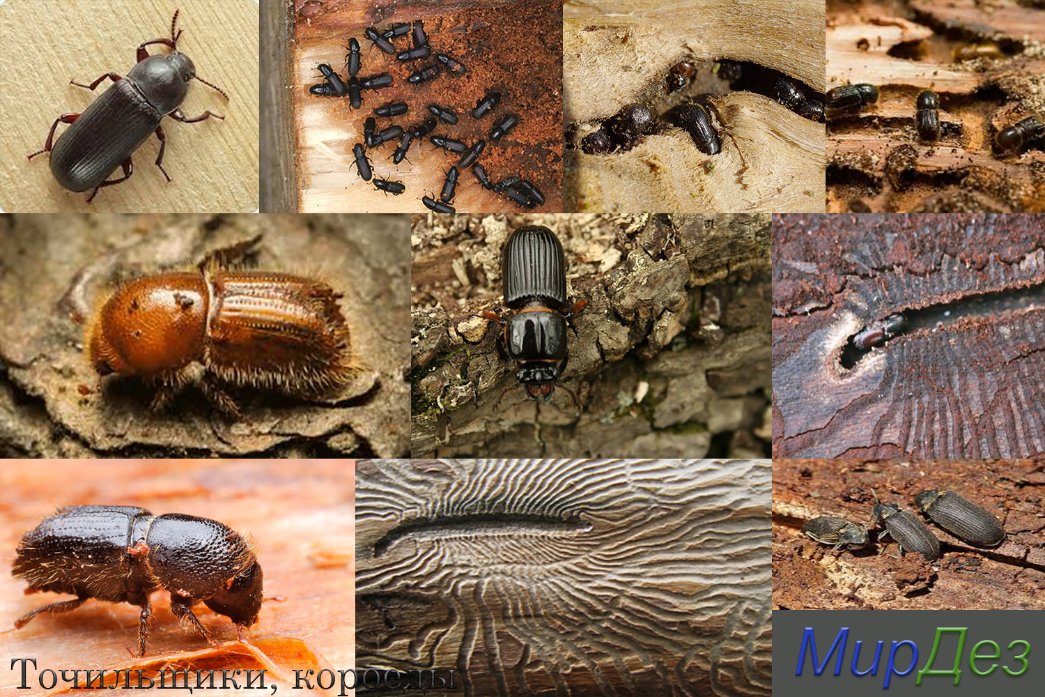 Как обнаружить жука-точильщика в деревянном доме, признаки и способы избавления