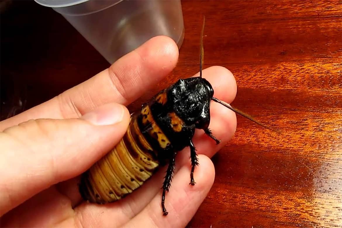 Фото мадагаскарских шипящих тараканов и их содержание в домашних условиях