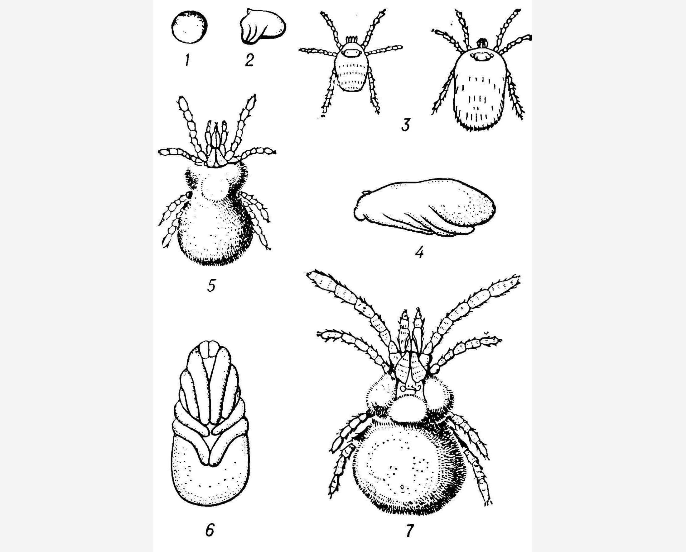 Клещи животные как размножаются. Цикл развития иксодового клеща. Аргасовые клещи личинка. Стадии развития краснотелковых клещей. Личинка краснотелкового клеща.