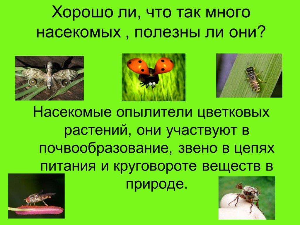 Нектар муха синица цепи. Насекомые презентация. Полезные насекомые. Насекомые картинки для презентации. Разнообразие насекомых 3 класс.