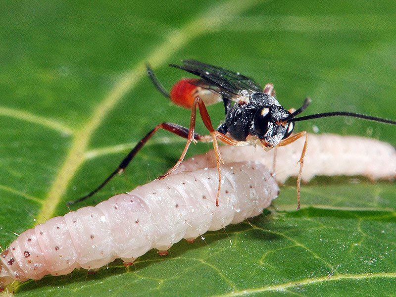 Оруссус паразитический: образ жизни и охранный статус лесного энтомофага