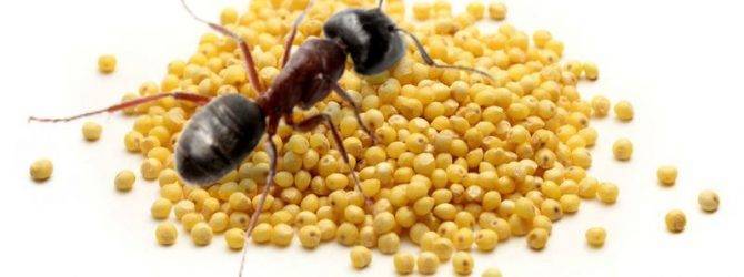 Пшено от муравьёв: экологичный метод избавиться от надоедливых насекомых