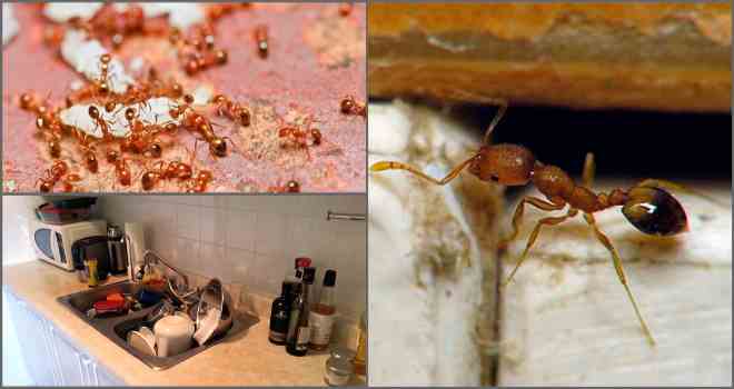 Черные муравьи : как избавиться в квартире и частном доме от этих вредителей, фото и видео