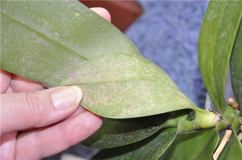 Клещ на орхидее – как избавиться от вредителей и вылечить растение