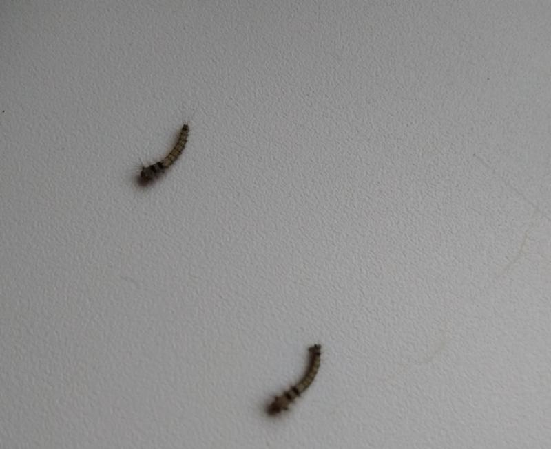 Как избавиться и откуда берутся кожееды в квартире – обзор лучших способов борьбы с насекомым