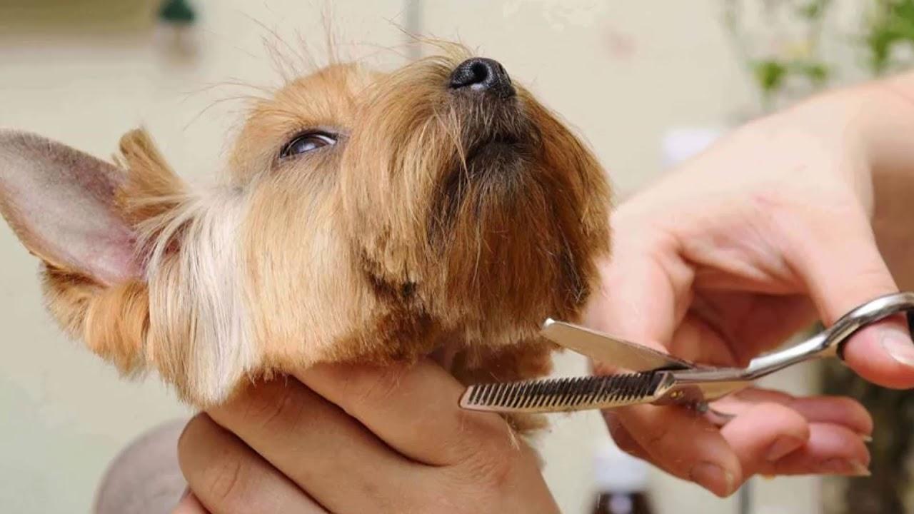 Как вывести блох у собаки или щенка — профилактика, диагностика и лечение ⋆ собакапедия