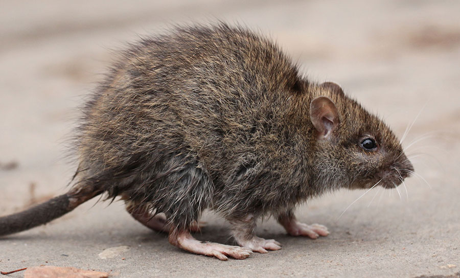 Черная крыса: интересные факты о жизни этого грызуна
