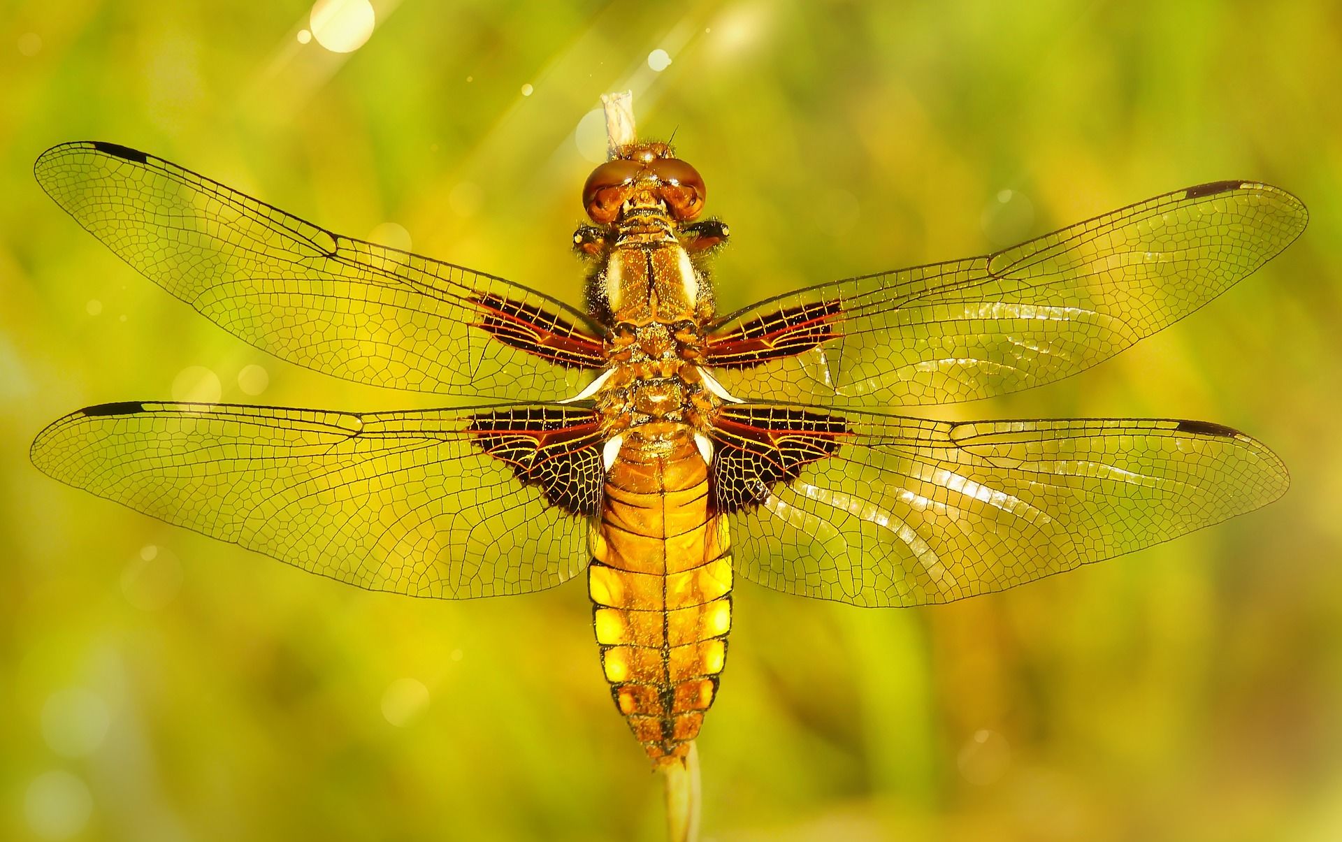 Четырехпятнистая стрекоза—интересные факты о насекомом