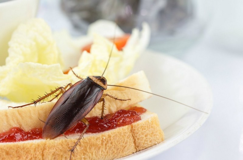 Кто ест тараканов в домашних условиях? особенности пищевой цепи