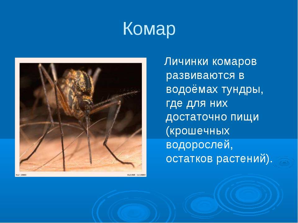 Кто питается личинками комаров