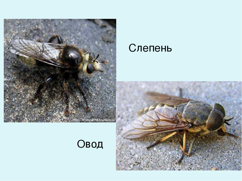 Овод насекомое и слепень разница. Паут Овод слепень. Кровососущие насекомые Овод слепень. Двукрылые оводы. Пауты и оводы и слепни.