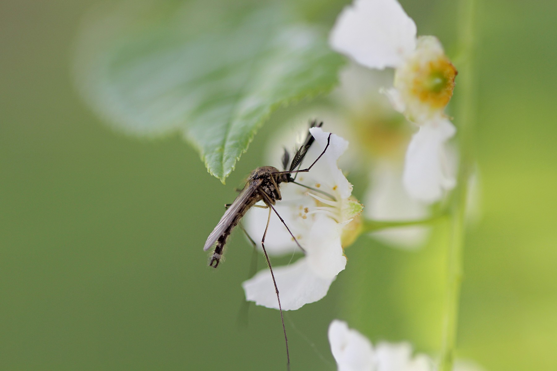 Чем питаются самцы комаров? как их отличить от самок?