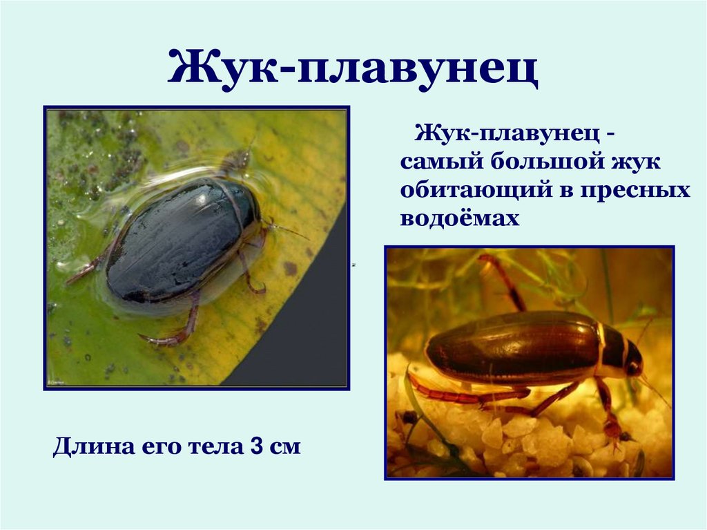 Жук плавунец: описание и среда обитания водяного жука