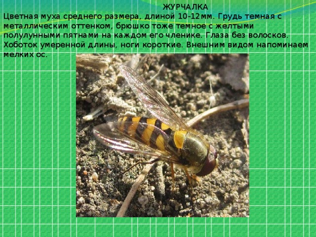 Муха журчалка (осовидка): среда обитания, мимикрия, вред и польза