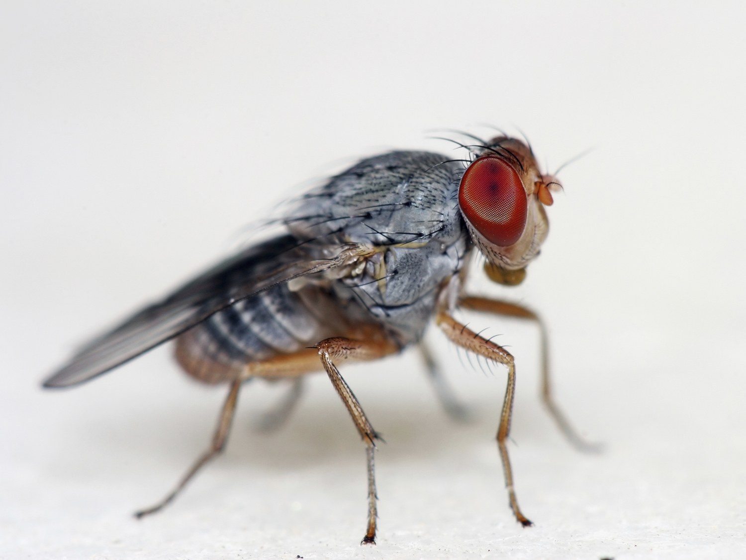 6 фактов о мухе цеце: справка, виды, опасность, интересные факты
