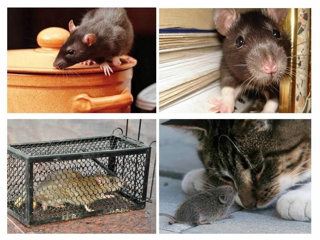 Как избавиться от мышей в частном доме быстро и легко