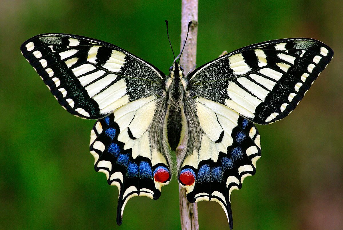 Описание, внешний вид и образ жизни бабочки махаона