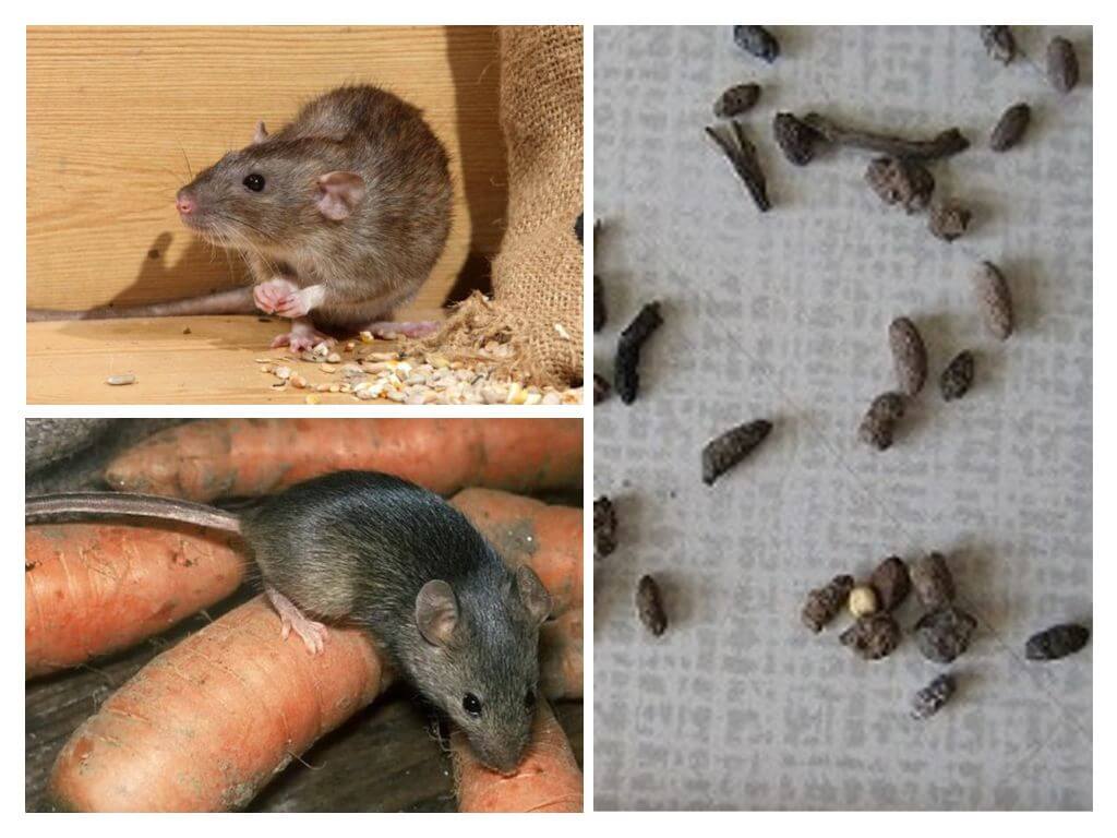 Как можно избавиться от запаха мышей?