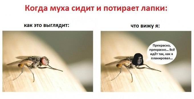 Как понимать муху. Муха потирает лапки. Зачем мухи потирают лапки. Почему мухи потирают лапки. Муха Мем.