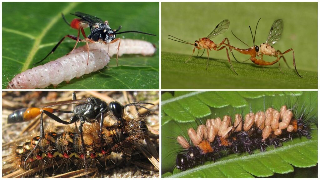 Чем питаются мухи в домашних условиях и в природе