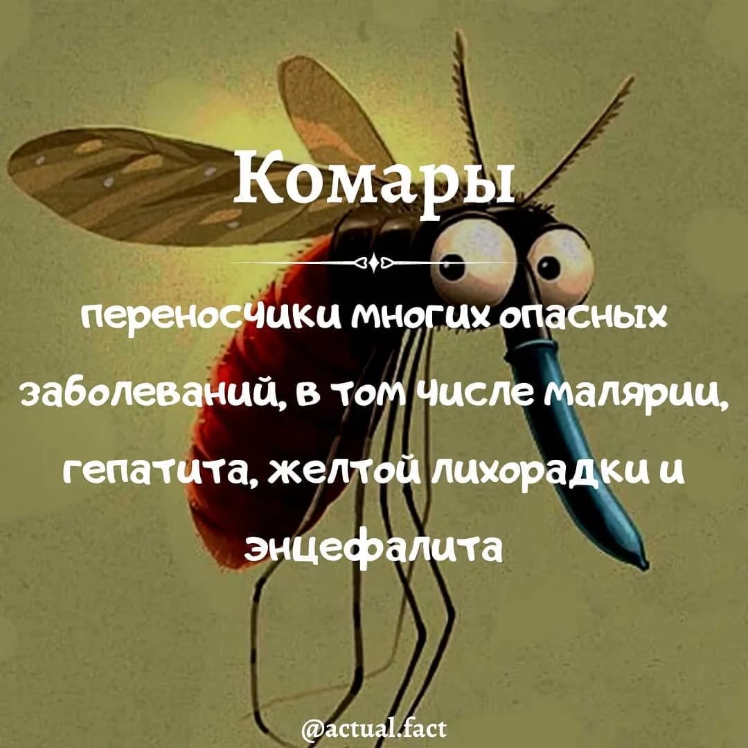 К чему снится комар. что означает образ комара во сне – толкования по сонникам и согласно народным поверьям