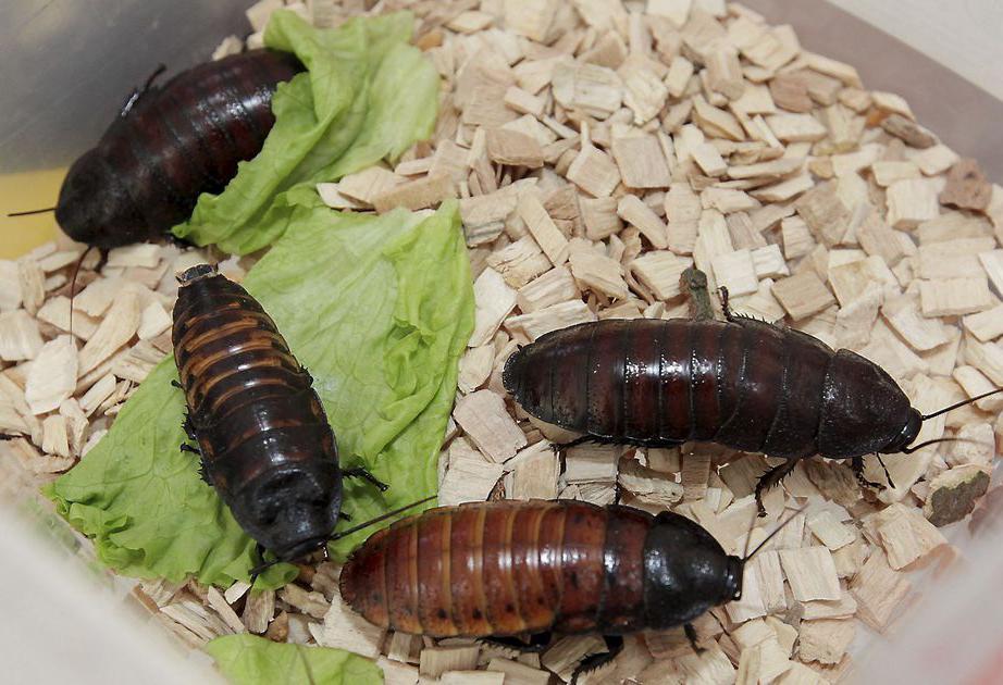 Как происходит размножение мадагаскарских тараканов?