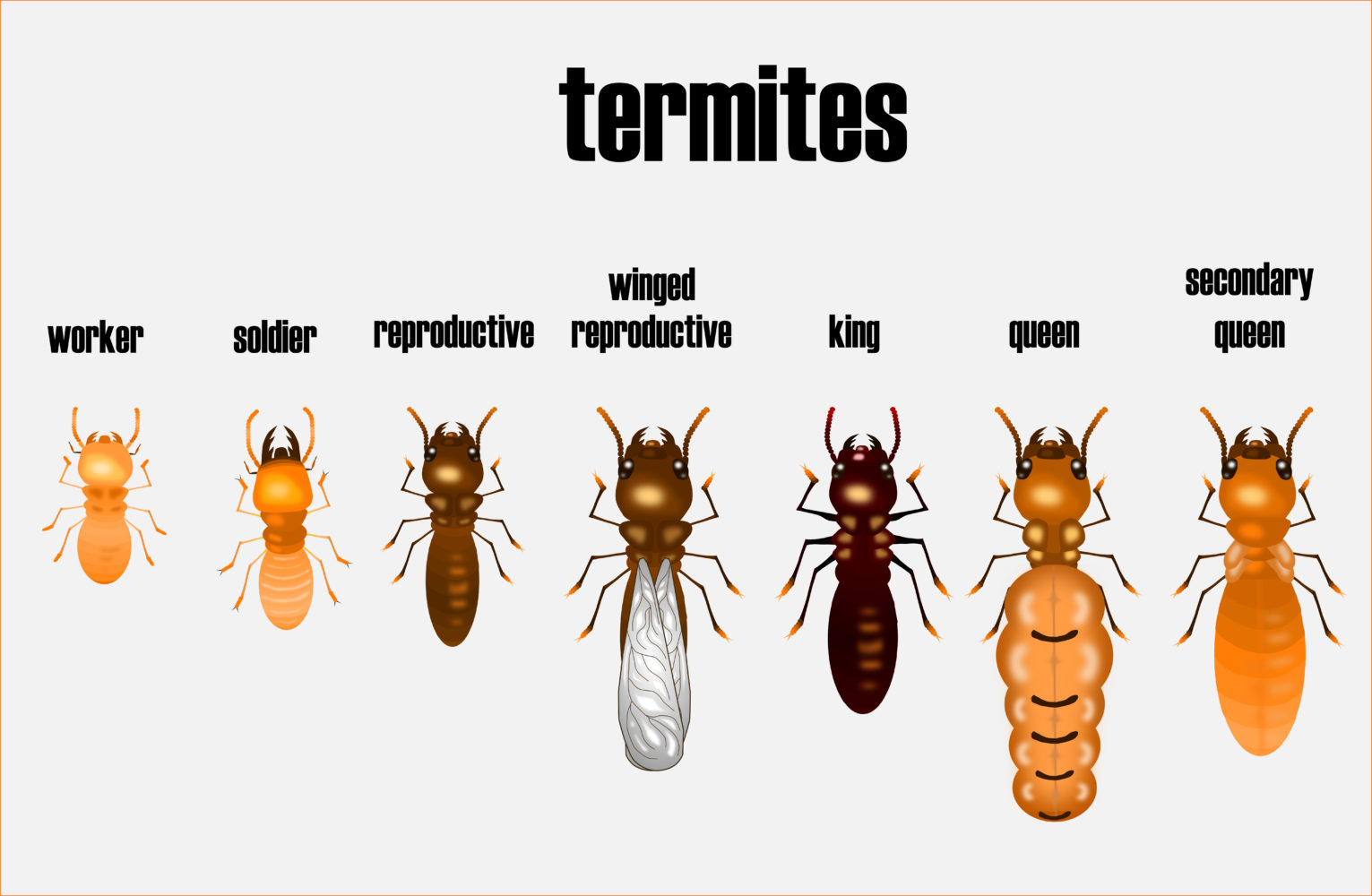 Термиты и их колония