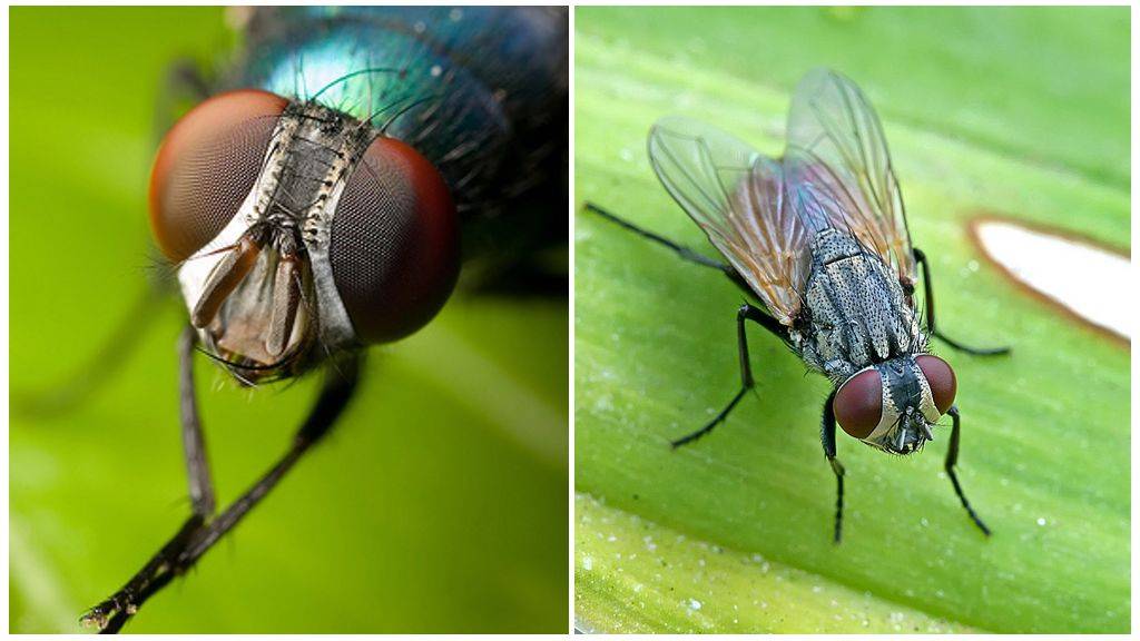 Как видит муха окружающий мир и сколько глаз у обыкновенной мухи? / как избавится от насекомых в квартире