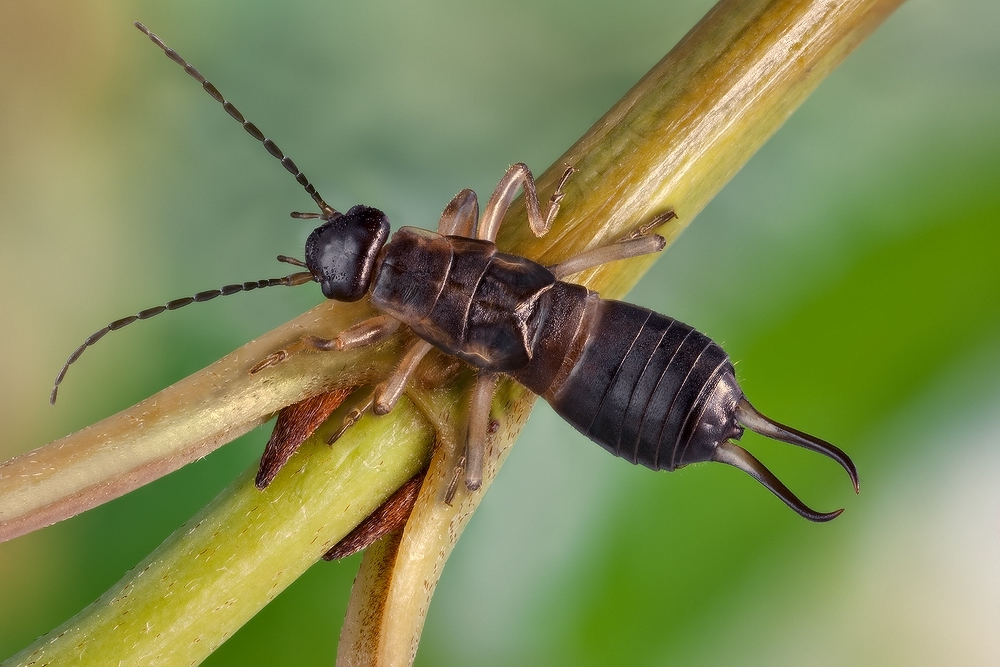 Какой тип развития у уховертки. уховертка насекомое — вредитель. уховертки в природе
