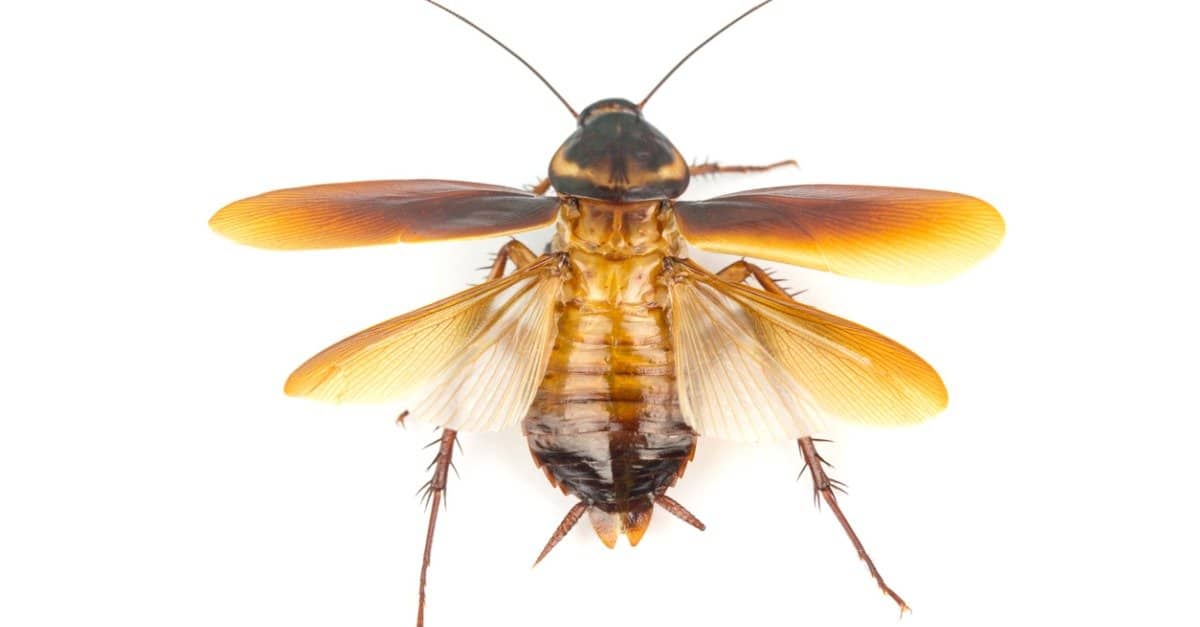 Крылья у тараканов: есть ли, могут ли летать прусаки, как перемещаются