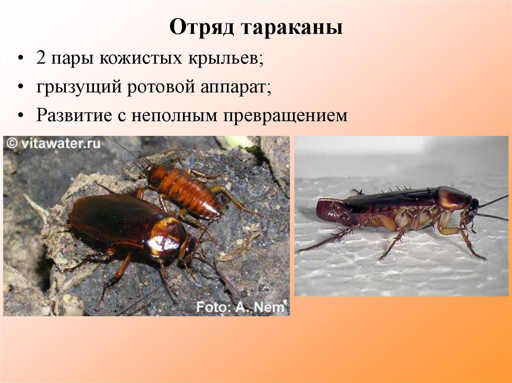 Таракан рыжий | справочник пестициды.ru