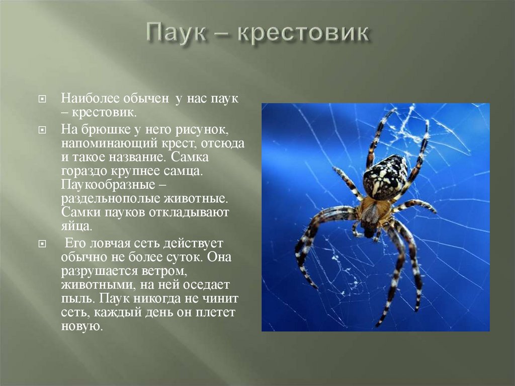 Паук-крестовик как выглядит. укус паука-крестовика, оказание первой помощи. | parnas42.ru