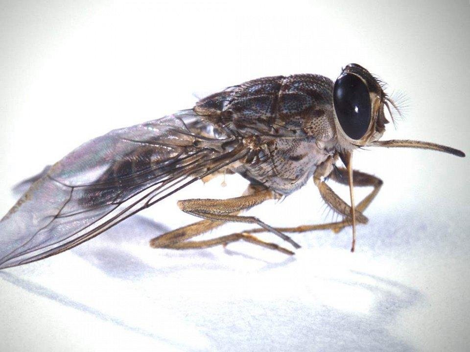 Странные, причудливые и интересные насекомые мира - zefirka