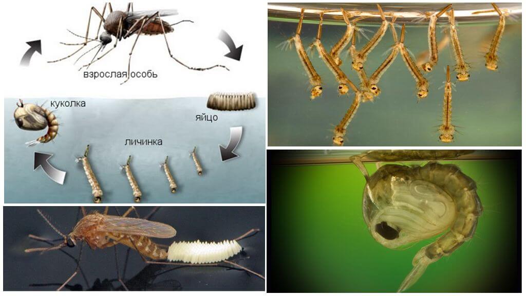Развитие комара картинки