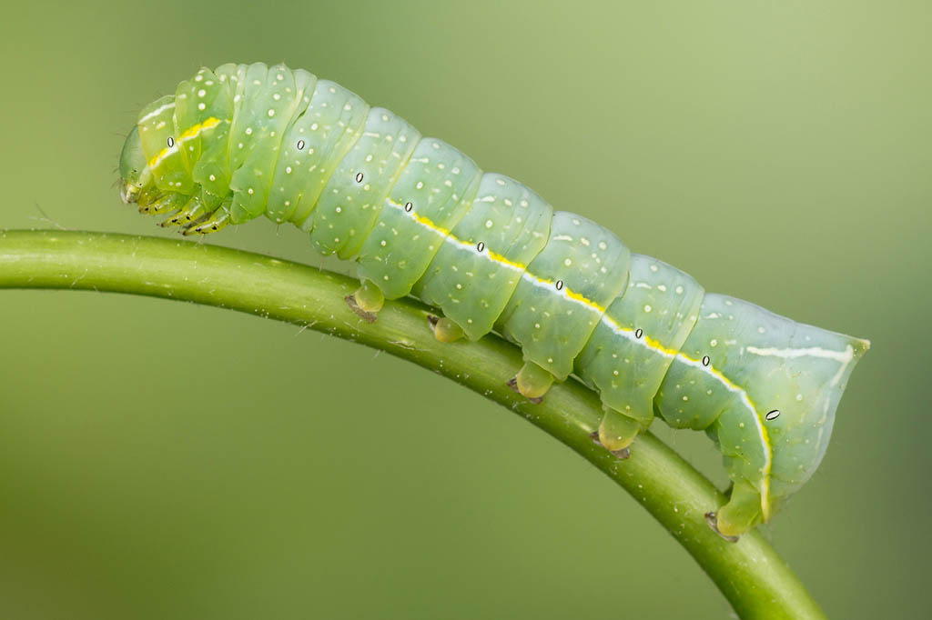 Бабочка капустница: особенности жизненного цикла и способы уничтожения