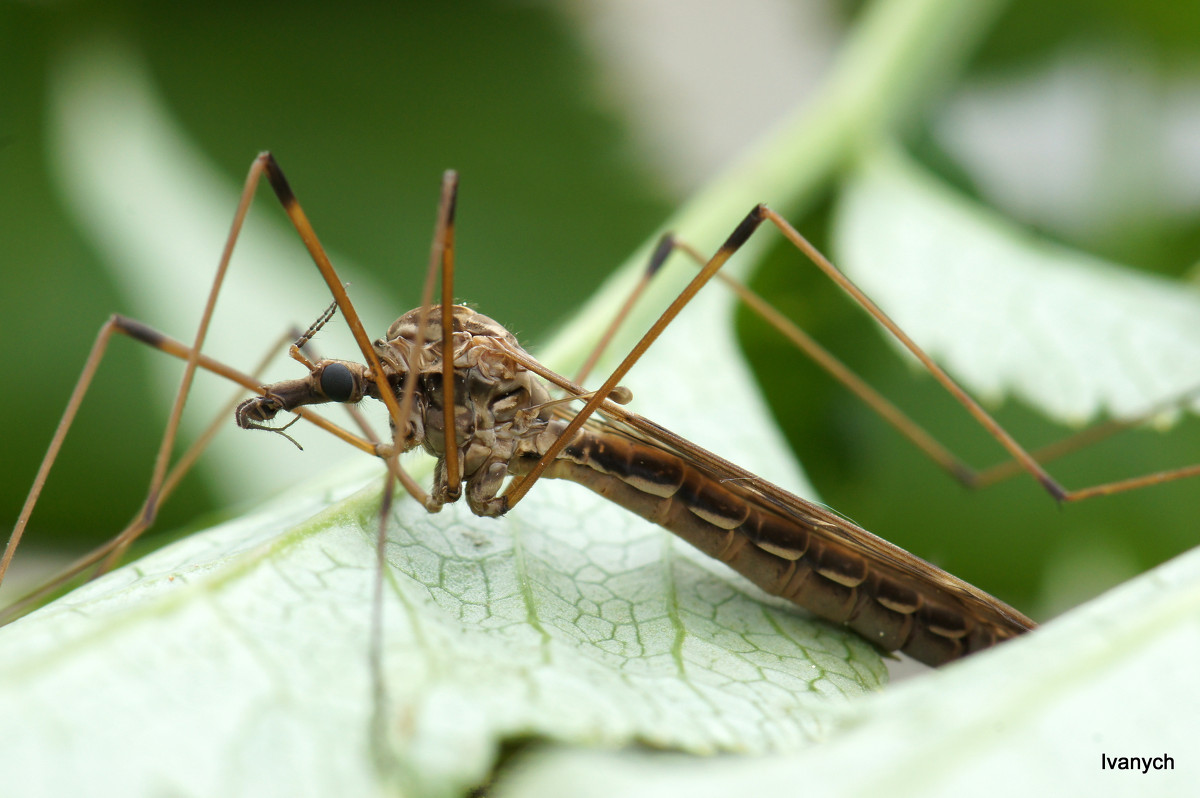 Чем большой комар отличается от маленького: отличия и особенности | в чем разница