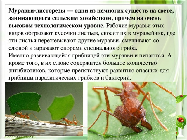 Чем питаются муравьи? описание, фото и видео  - «как и почему»